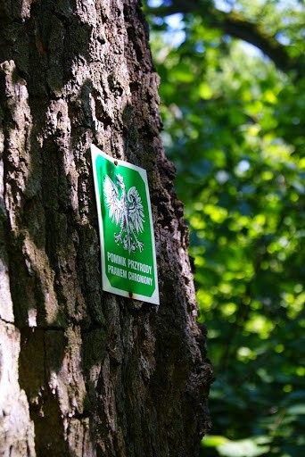 Poznaj pomniki przyrody na terenie Słupska