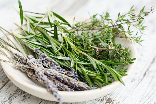 Rośliny pól i łąk czyli lekcje przyrody i biologii