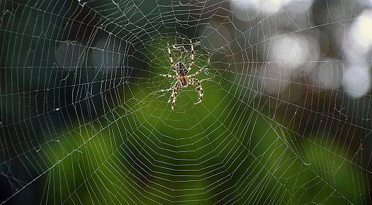 Co warto wiedzieć o pajęczakach? Fakt czy mit?