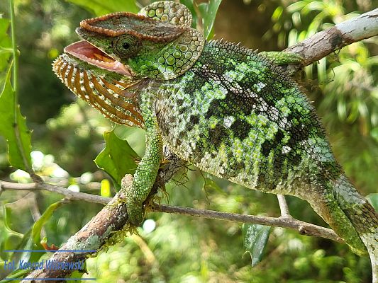 Wyprawa do Zaginionego Lasu Ivohiboro. Przyroda i